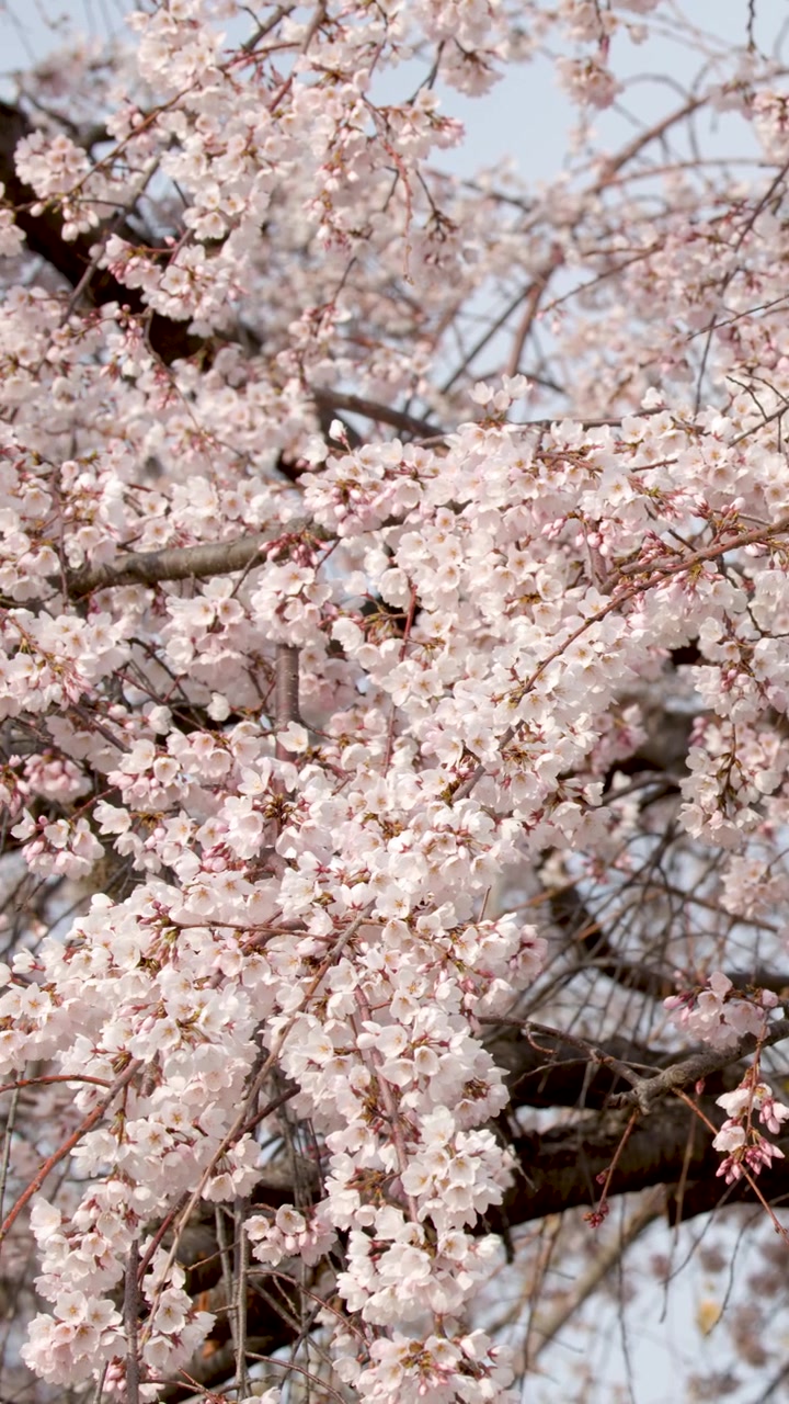 Primo piano di fiori di sakura rosa che sbocciano sui rami in primavera a Kyoto.