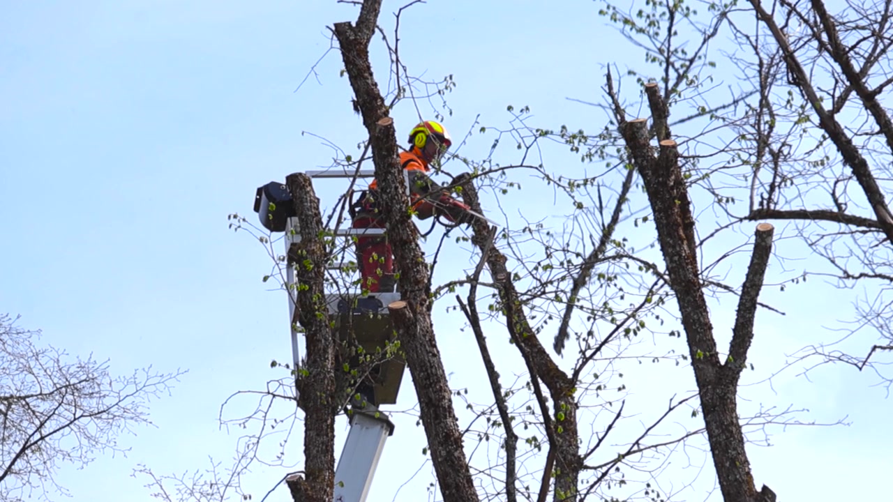 Professional arborist with safety equipment using a chainsaw to prune high tree branches from a bucket truck crane, performing essential seasonal garden maintenance and landscape services