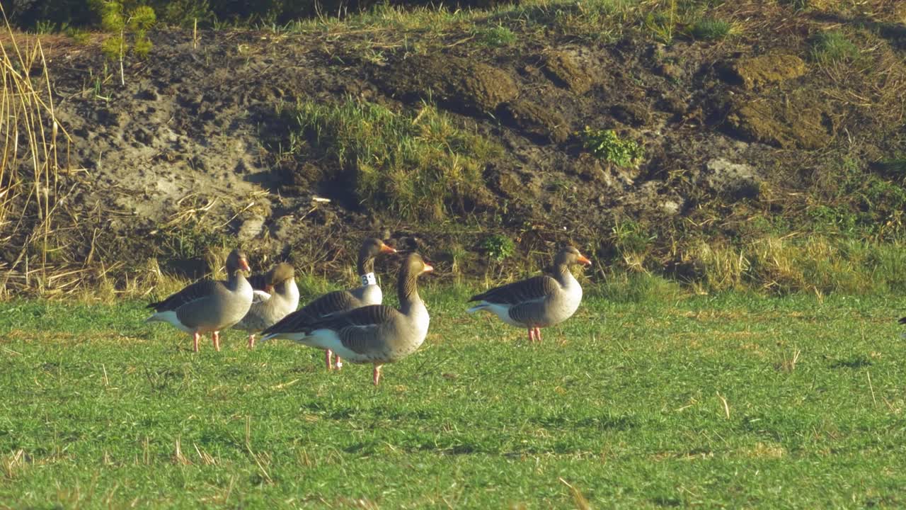 Bellissimo stormo di oche granaiola in riproduzione nel verde campo agricolo dell'Europa settentrionale durante la stagione della migrazione, in una soleggiata giornata primaverile, ripresa ravvicinata da media distanza con angolazione bassa.