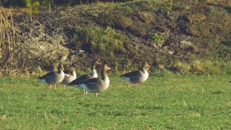 Beautiful-flock-of-Greylag-goose-breeding-in-the-green-agricultural-field-Northern-Europe-during-migration-season,-sunny-spring-day,-distant-medium-low-angle-closeup-shot