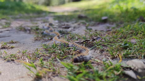 larga línea de oruga de pino, larva procesionaria, caminando en el suelo