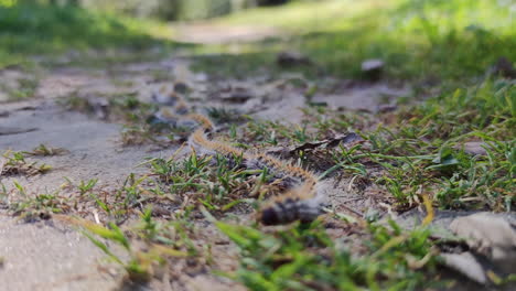 long line of pine caterpillar, processionary larva, walking on ground