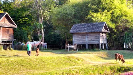 cows and person in a rural landscape