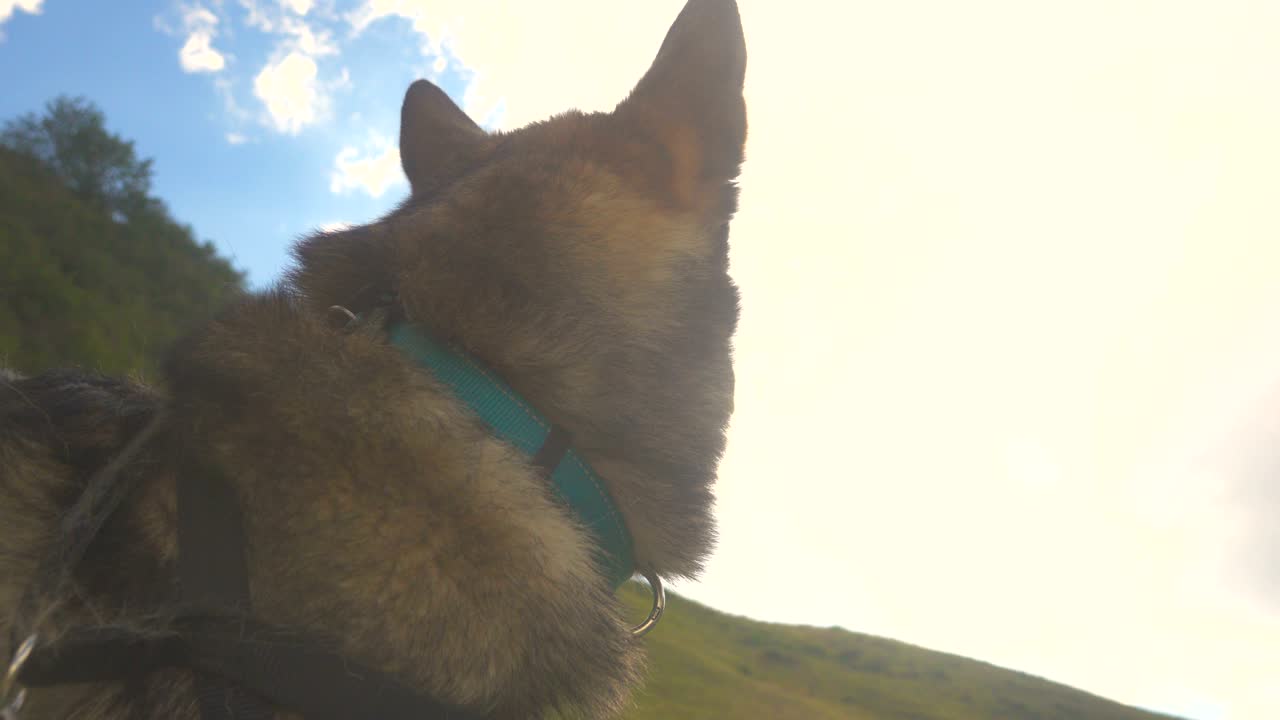 un lindo perro lobo mirando el cielo en un paisaje de montaña