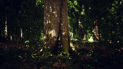 bosque de haya brumoso en la ladera de la montaña en una reserva natural
