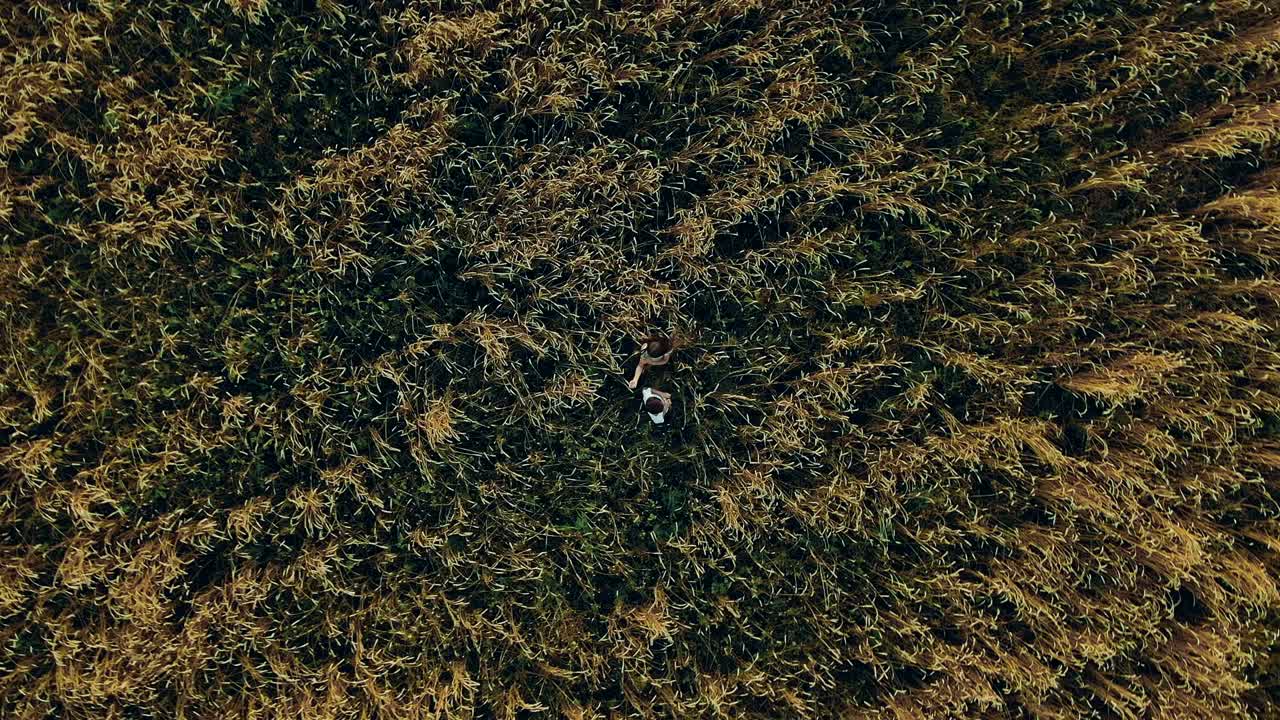 niños de pie en el campo, orejas doradas de trigo. vista superior, moviendo la cámara hacia arriba. movimiento circular de la cámara. vista aérea video desde el helicóptero.
