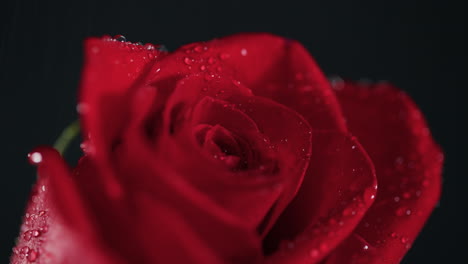 water droplets macro in slow motion on a red rose black background