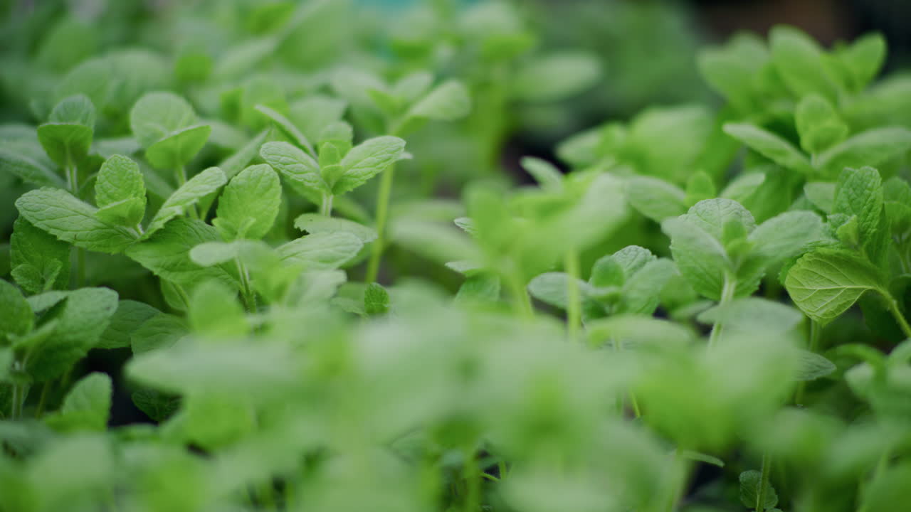Close-up of Fresh Mint Leaves in Small Pots