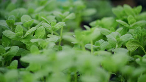 close-up of fresh mint leaves in small pots