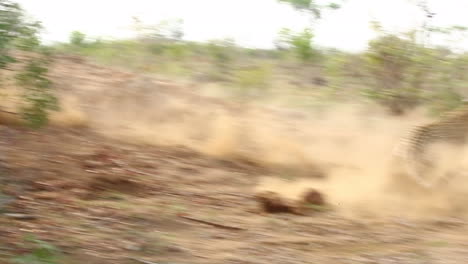 a collard male leopard attempts a hunt on a warthog after waiting patiently for the animal to appear from his burrow, greater kruger national park, south africa