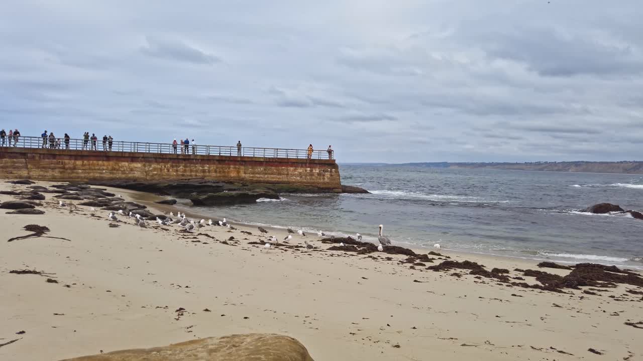Tourists taking photo, brown seals sleeping and gull walking on La Jolla affluent in San Diego