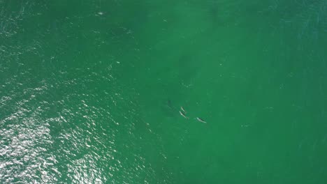 Vista-De-Arriba-Hacia-Abajo-De-Los-Delfines-Mulares-En-La-Playa-De-Cabarita-En-Nueva-Gales-Del-Sur,-Australia---Disparo-De-Un-Dron