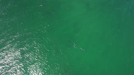 vista de arriba hacia abajo de los delfines nariz de botella en la playa de cabarita en nueva gales del sur, australia - toma de dron