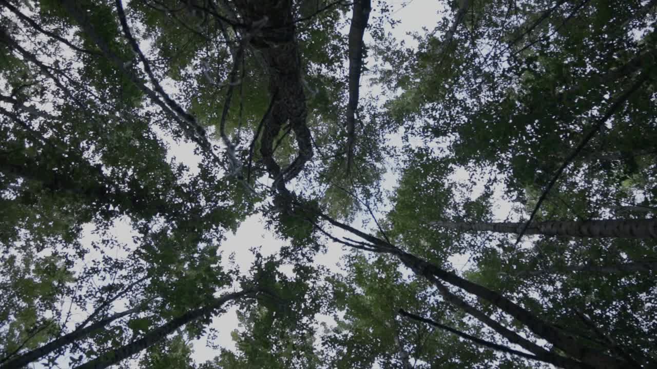 Looking Up Through a Dense Forest Canopy