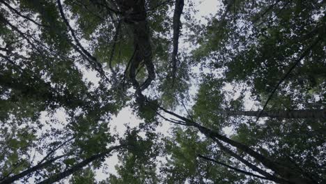 looking up through a dense forest canopy