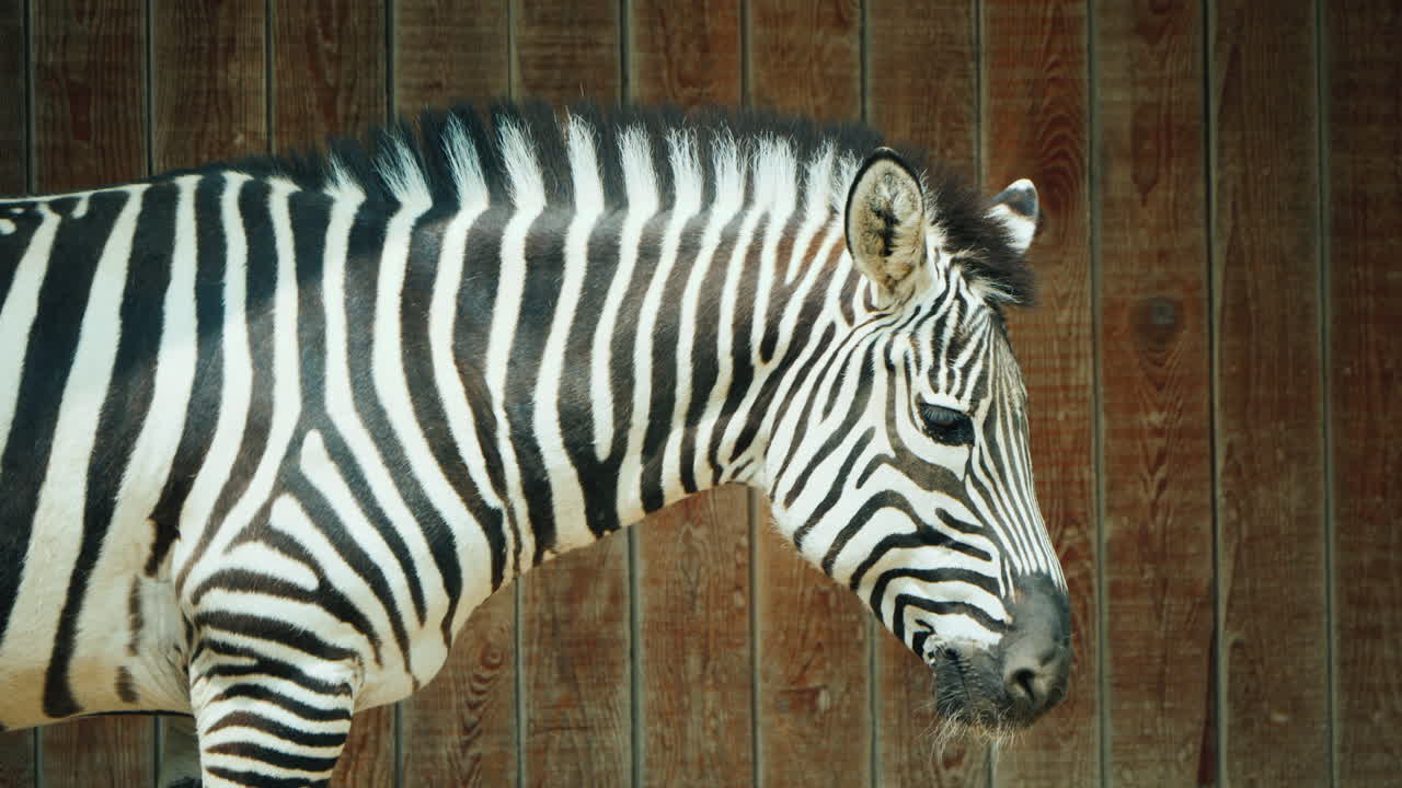 나무 울타리의 배경에 얼룩말