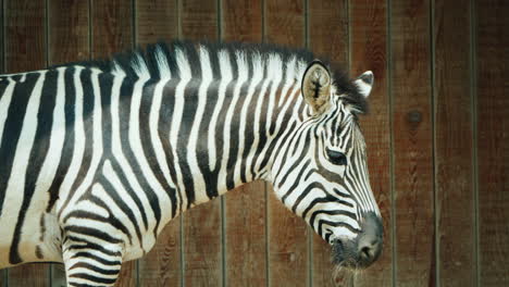 Zebra-On-The-Background-Of-A-Wooden-Fence