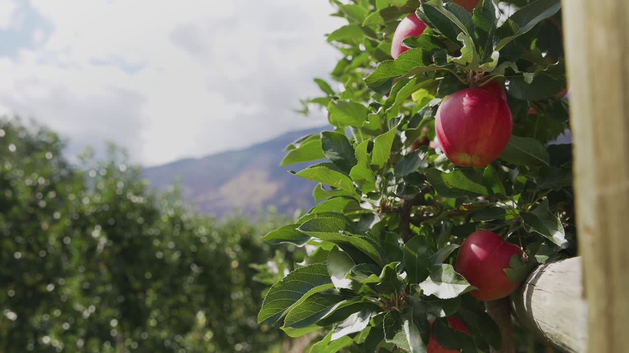 primer plano de manzanas rojas maduras en un manzano en un huerto