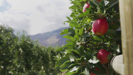 Close-up-shot-of-ripe-red-apples-on-an-apple-tree-in-an-orchard