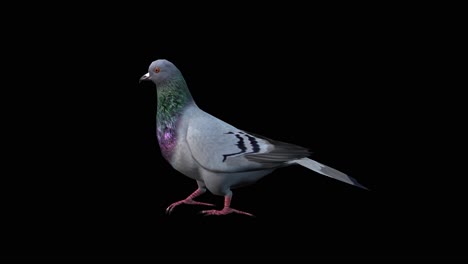 A-pigeon-walking-on-black-background,-3D-animation,-animated-animals,-seamless-loop-animation