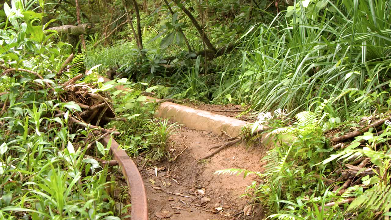 Static wide shot of a dirt path through dense green jungle foliage and ferns