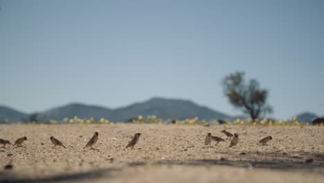 small birds hop and eat on gravel ground in slow motion in africa.