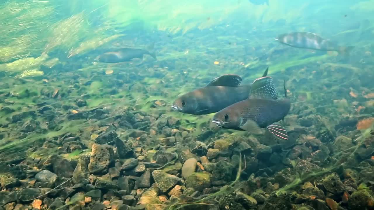 한 쌍의 북극 graylings