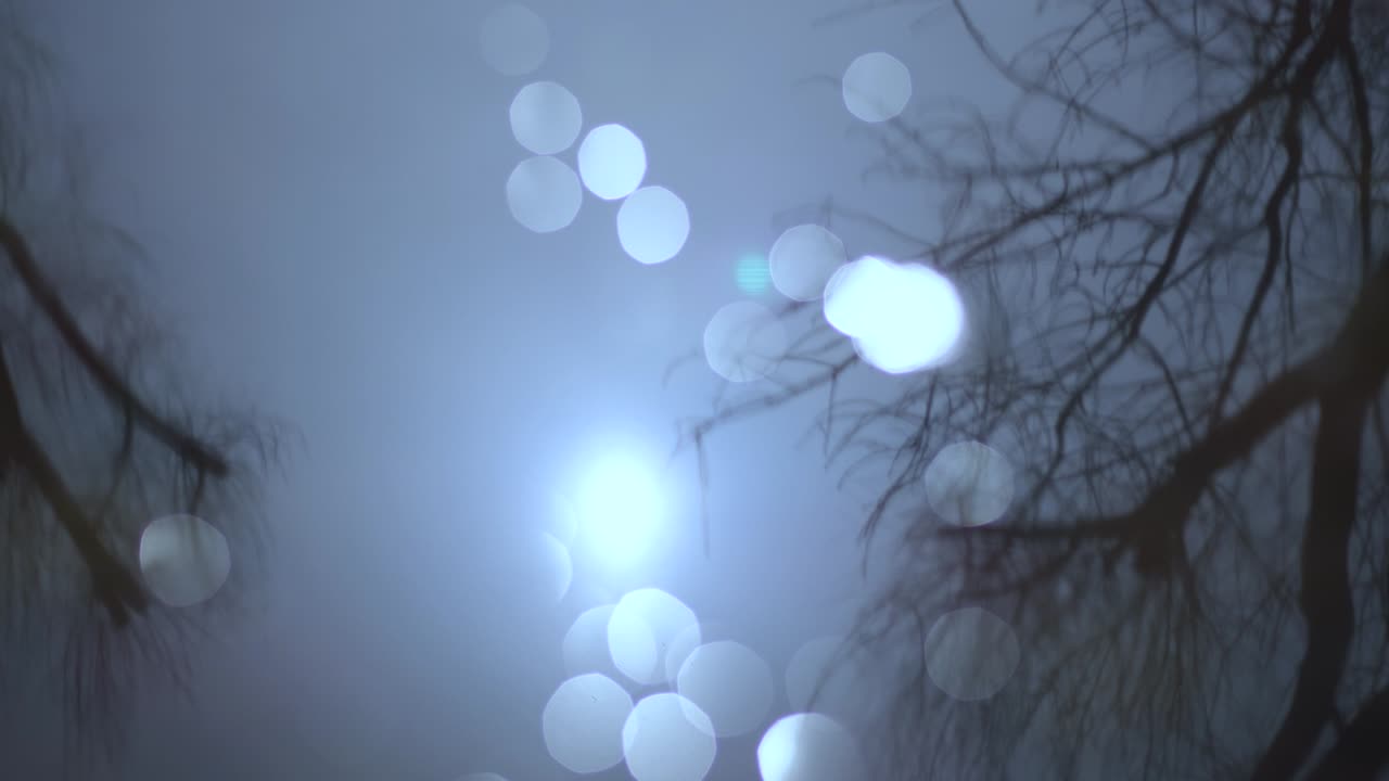 표면에서 벌거벗은 겨울 나무의 반사