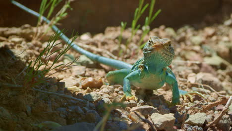 collared lizard on gravela nd grass looking towards camera