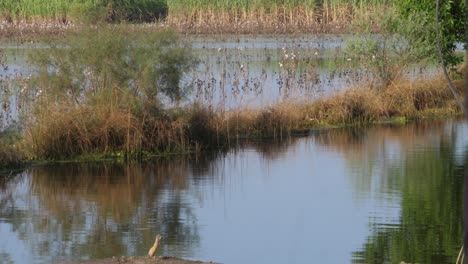 Vista-De-Campos-Anegados-En-Sindh-Con-Una-Persona-Borrosa-Pasando-En-Primer-Plano