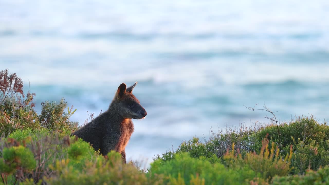 A kangaroo stands amidst coastal vegetation, gazing towards the ocean under soft natural lighting