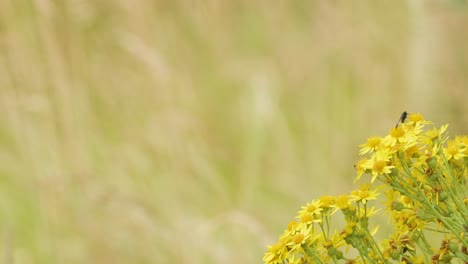 yellow wildflowers sway in a grassy meadow as a small insect lands briefly. soft natural daylight, shallow depth of field, and gentle camera movement evoke a tranquil mood