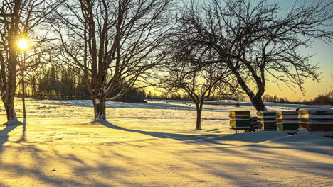 Wooden-Beehives-Near-The-Trees-At-Dusk-During-Winter