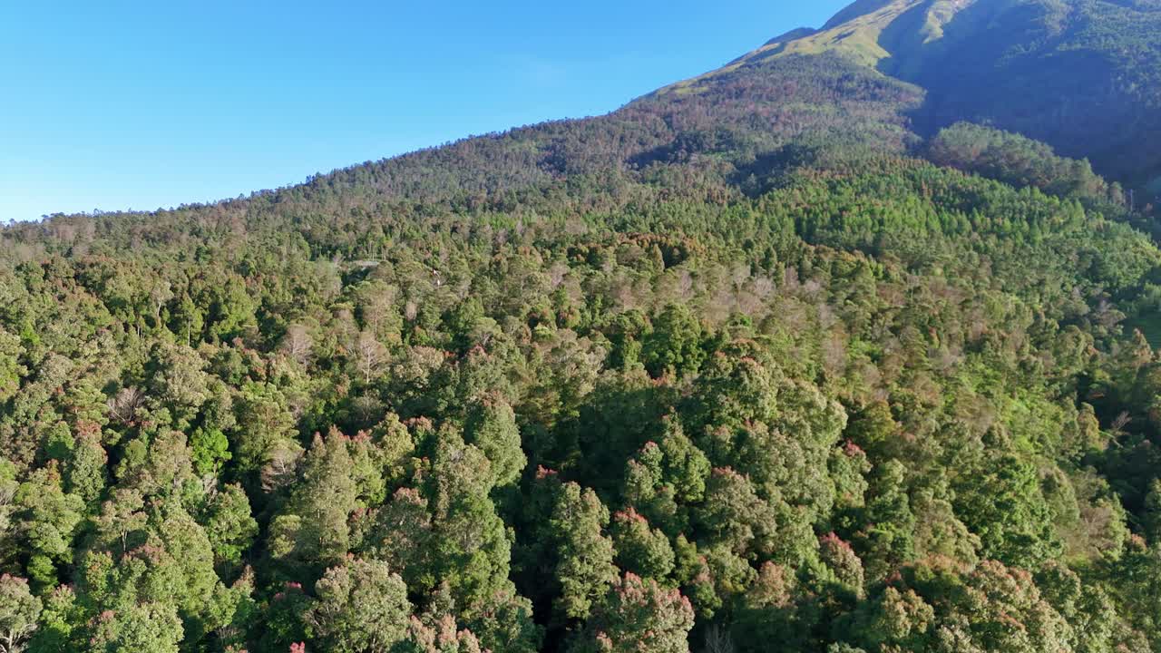 A stunning aerial view of a vast green forest, showcasing the natural beauty and dense canopy of tropical trees