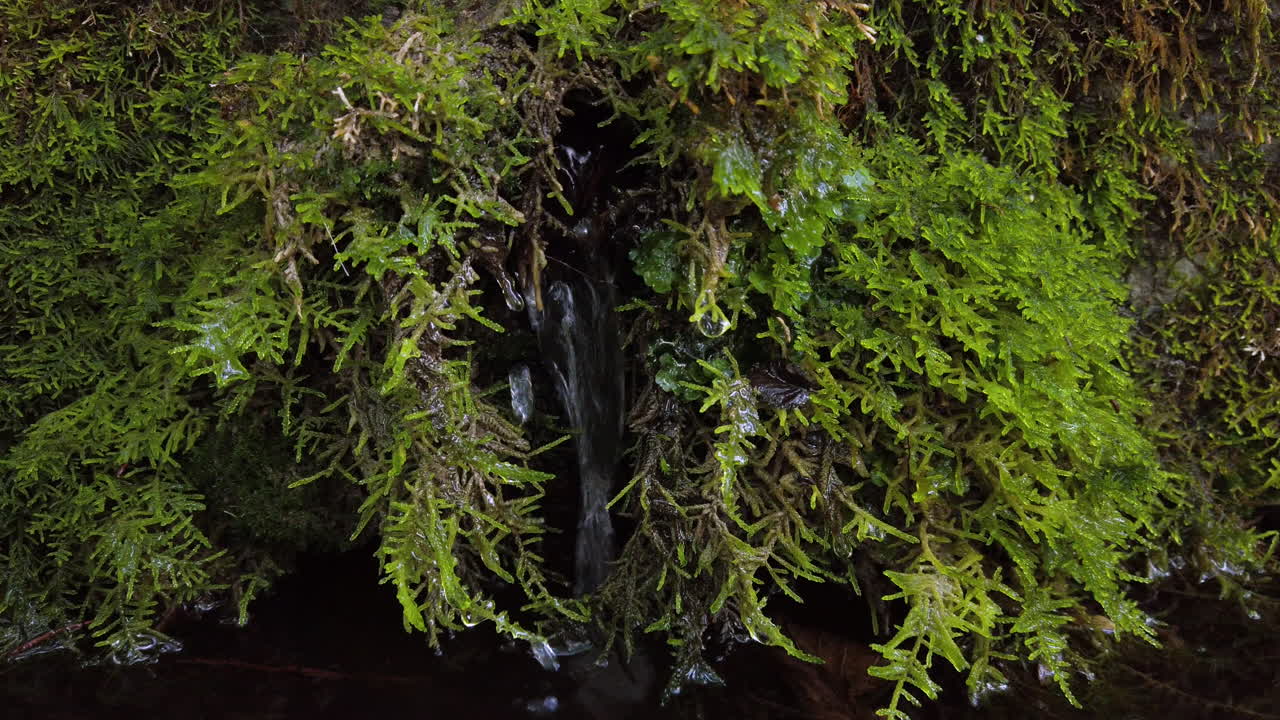 분지 파이프 물 붓기 – 짐벌 샷 – 클로즈업 샷