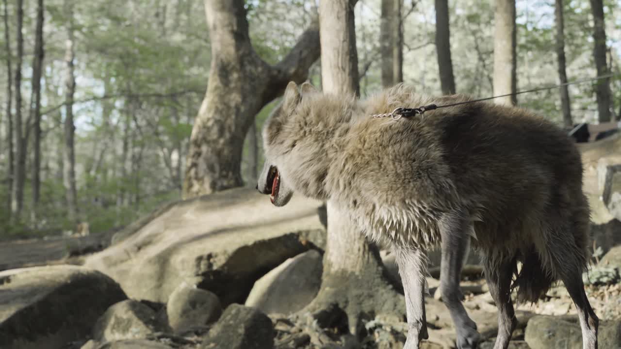 A gray wolf pulls itself from flowing water onto a sunlit boulder — a vivid display of strength and grace in motion amid the forest terrain.