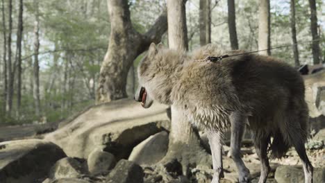a gray wolf pulls itself from flowing water onto a sunlit boulder — a vivid display of strength and grace in motion amid the forest terrain.