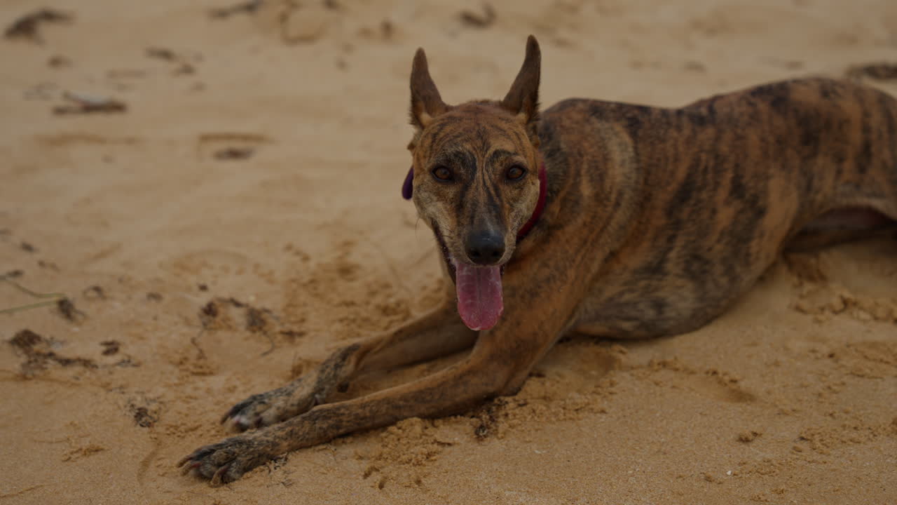 Brindle Dog Relaxing on a Sandy Beach