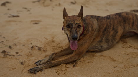 brindle dog relaxing on a sandy beach