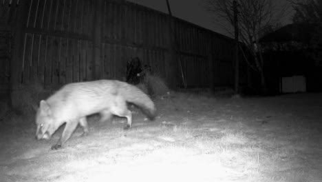 night vision shot of an urban fox picking up food in its mouth and walking out of shot