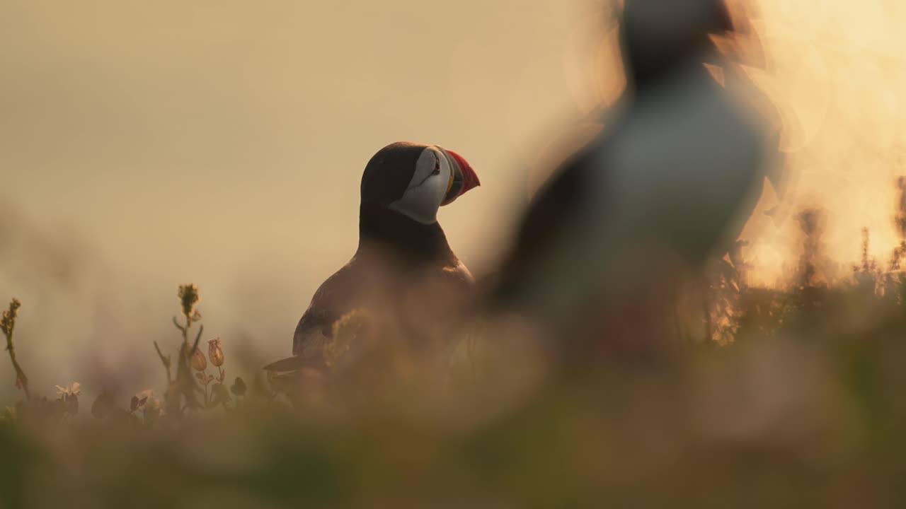 close up de la colonia de papagaios al atardecer en la isla de skomer, aves en la hermosa hora dorada luz del sol luz con la puesta del sol, toma de ángulo bajo de papagaias atlánticos