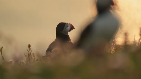 close up of puffins colony at sunset on skomer island, birds in beautiful golden hour sunlight light with sun setting, low angle shot of atlantic puffins