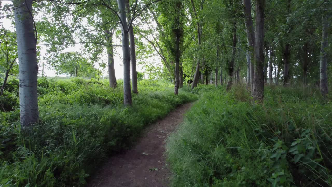 la orilla del río y el bosque desde la vista de drones