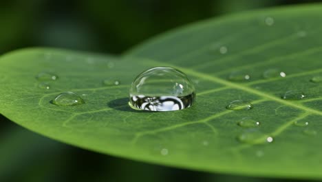 a close-up view of water droplets on leaf surface showcasing nature's beauty and the intricate details of natural elements in a serene environment