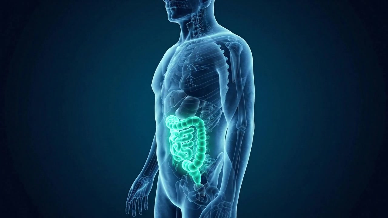 Human digestive system with glowing gastrointestinal organs