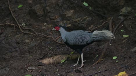 Seen-on-the-side-of-a-slope-of-a-hill-while-looking-to-the-left,-Kalij-Pheasant-Lophura-leucomelanos,-Thailand