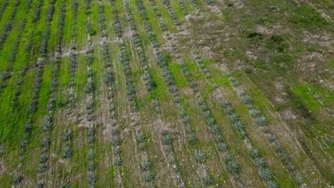 high altitude drone shot of a top-down view of agave fields