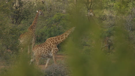 un grupo de jirafas comiendo, caminando y explorando el entorno