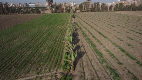 Drone-video-of-farm-fields-seperated-by-a-line-of-trees