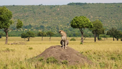 cheetah en el montículo de termitas cazando y mirando a su alrededor en busca de presas en un puesto de observación en áfrica, animales de safari de vida silvestre africana en masai mara, kenia en maasai mara norte, hermoso retrato en el paisaje de la sabana